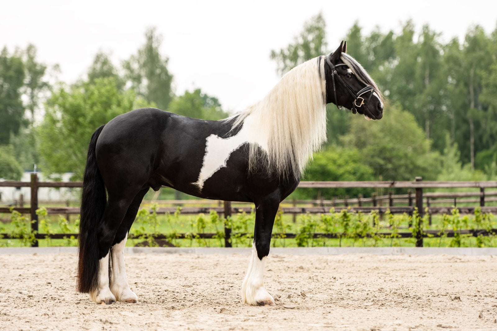 Mooie bonte hengst, Hengst