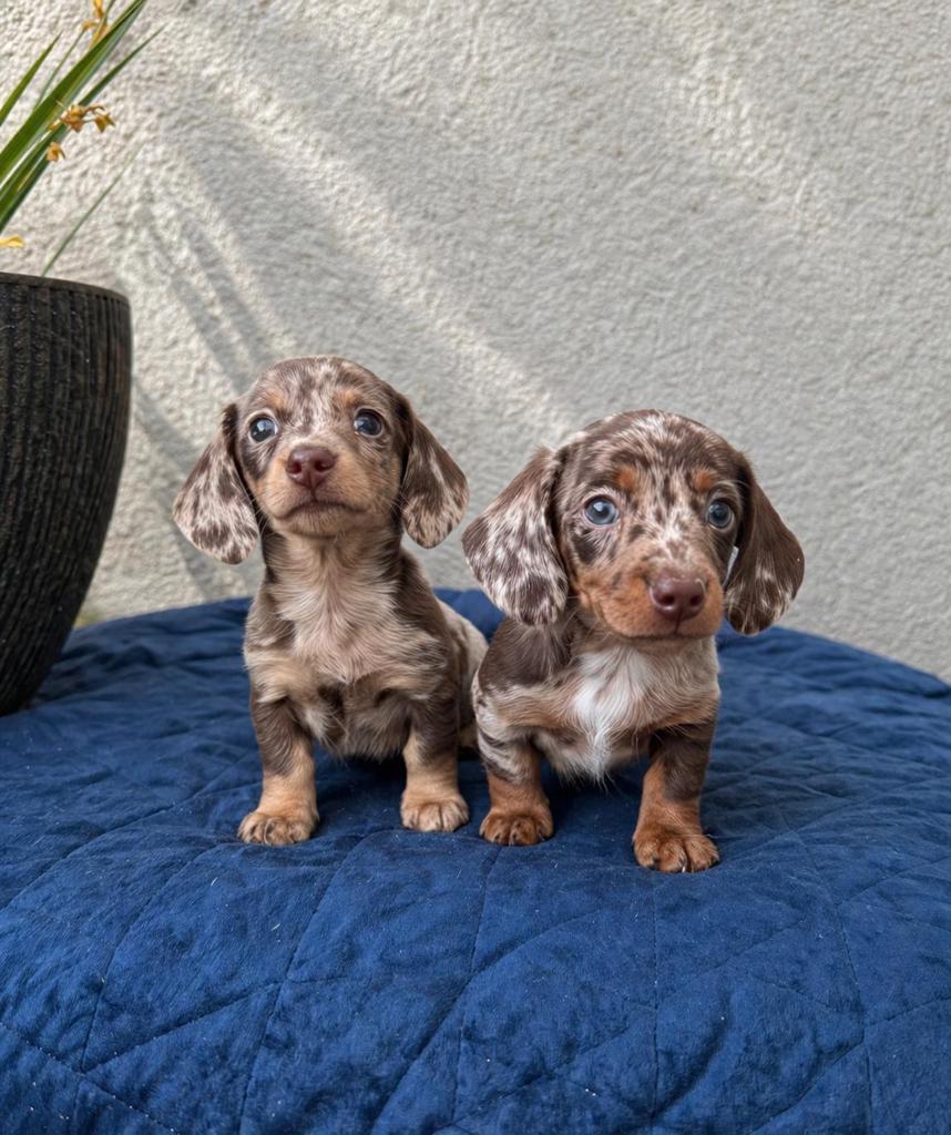 Dwerg Teckels, Miniatuur Teckel, Dieren en Toebehoren, Honden | Teckels en Dashonden, Parvo, Fokker | Hobbymatig, 8 tot 15 weken
