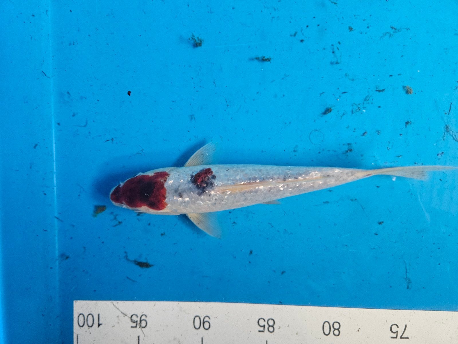 ginrin gormono, Karper of Koi