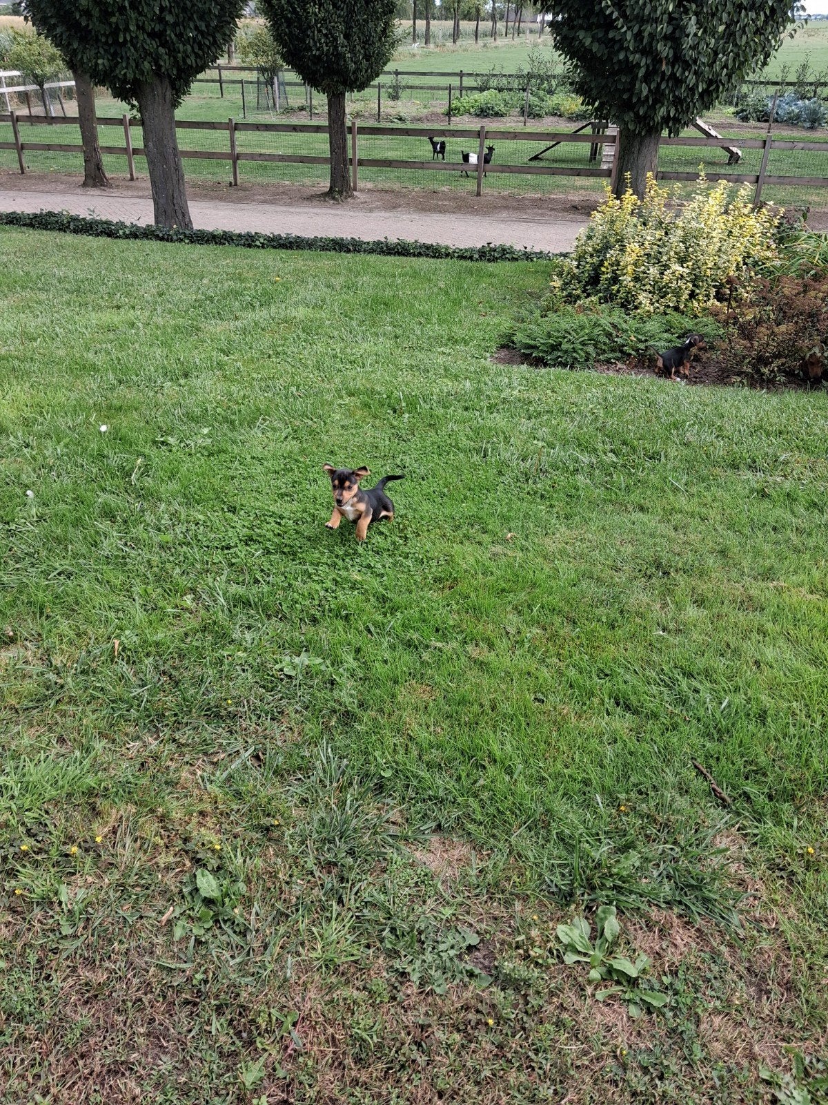 Jack russel pups, Dieren en Toebehoren, Honden | Jack Russells en Terriërs, Jack Russell Terriër, 8 tot 15 weken, Meerdere dieren
