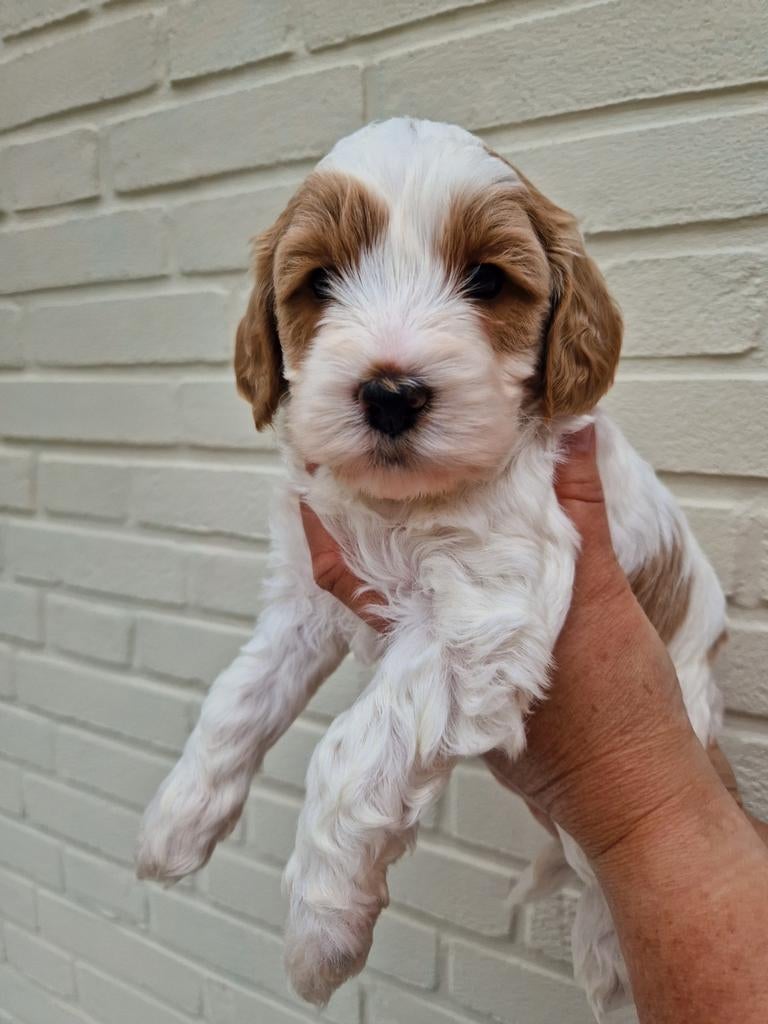 australian labradoodle pups / reutjes, Overige rassen, 8 tot 15 weken, Parvo, Meerdere