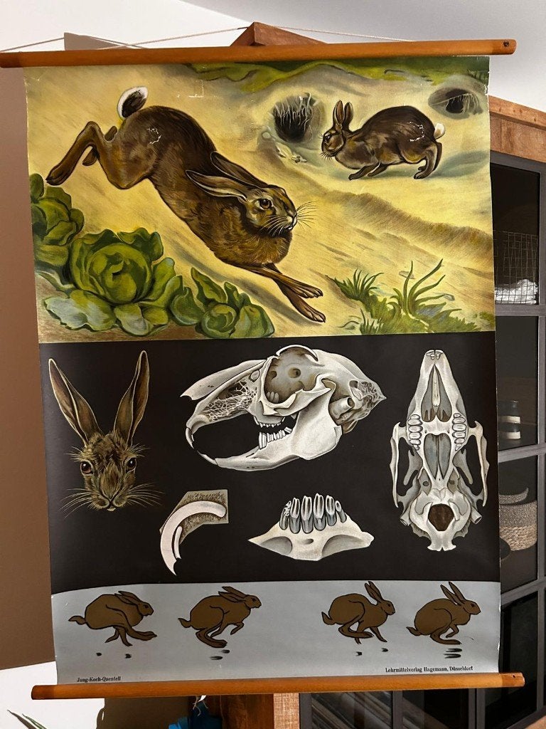 Haas (Jung en Koch), Ophalen of Verzenden, Natuur en Biologie