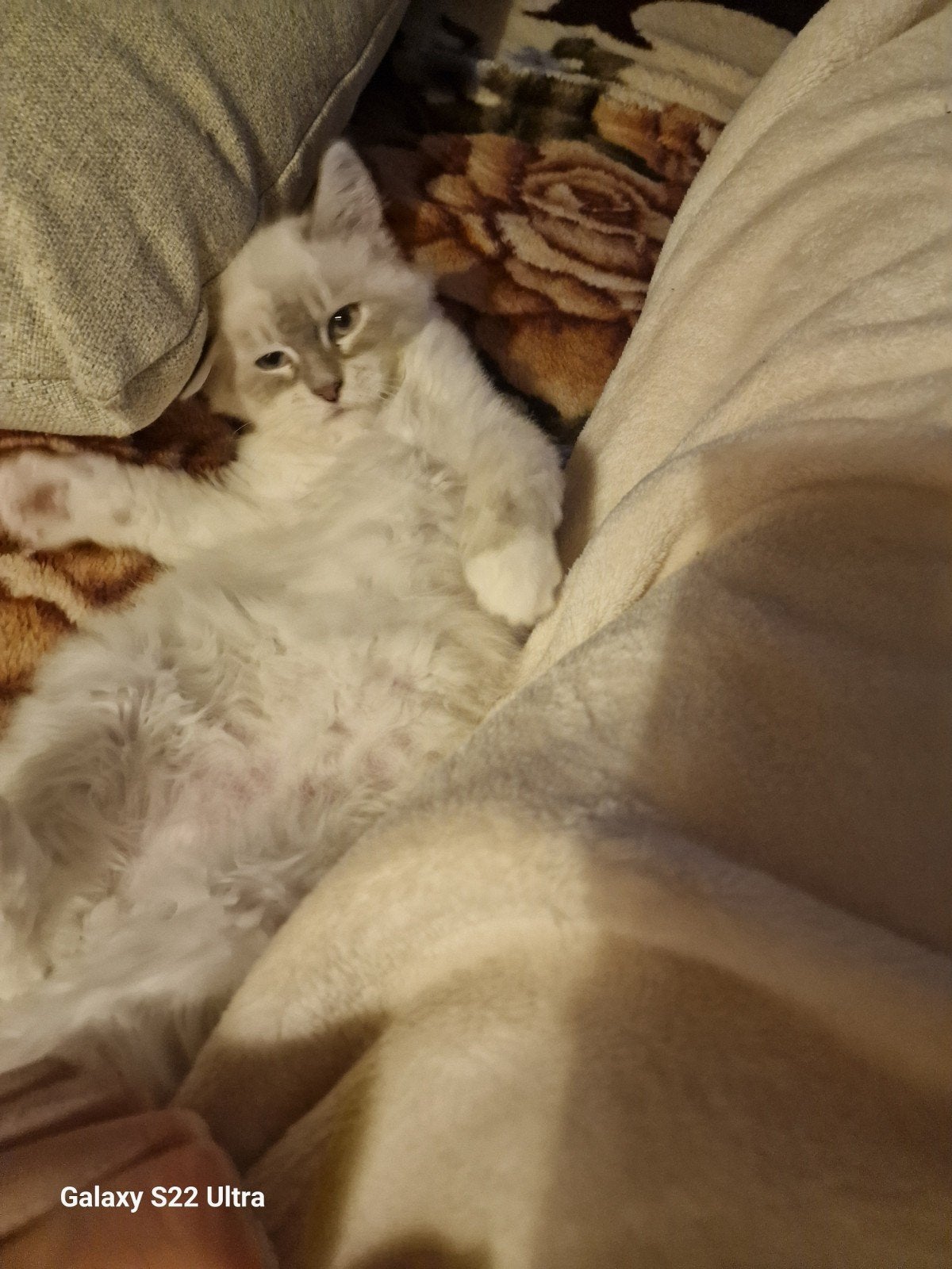 Siberishe  poesje ,katers , stamboom kittens, Meerdere dieren, Met stamboom, 0 tot 2 jaar