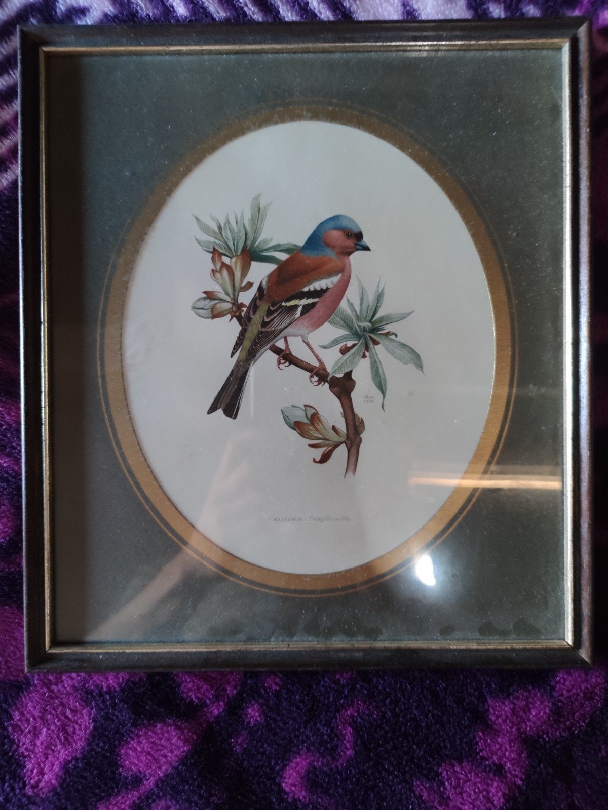Set van 2 ingelijste vogelprints - Vink en Staartmees, Ophalen, Minder dan 50 cm, Gebruikt, Print