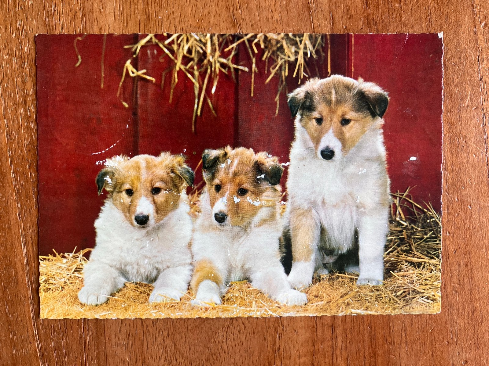 Jonge Collies 1969, Ophalen of Verzenden, 1960 tot 1980, Gelopen, Hond of Kat