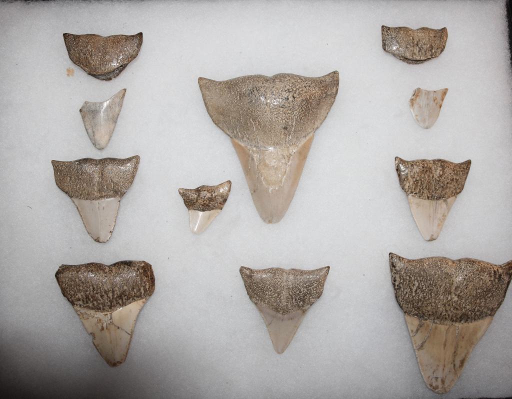 Megalodon Otodus, Ophalen of Verzenden, Fossiel