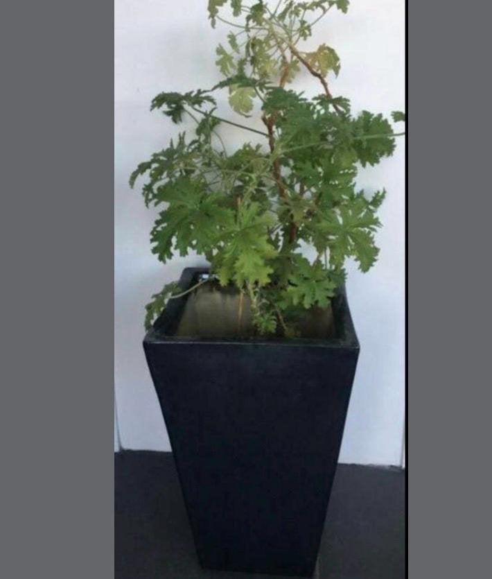 Grote vintage cascade zwarte bloempot 41,7cm, Tuin en Terras, Bloempotten, Zo goed als nieuw, Terracotta, Binnen, 40 tot 70 cm