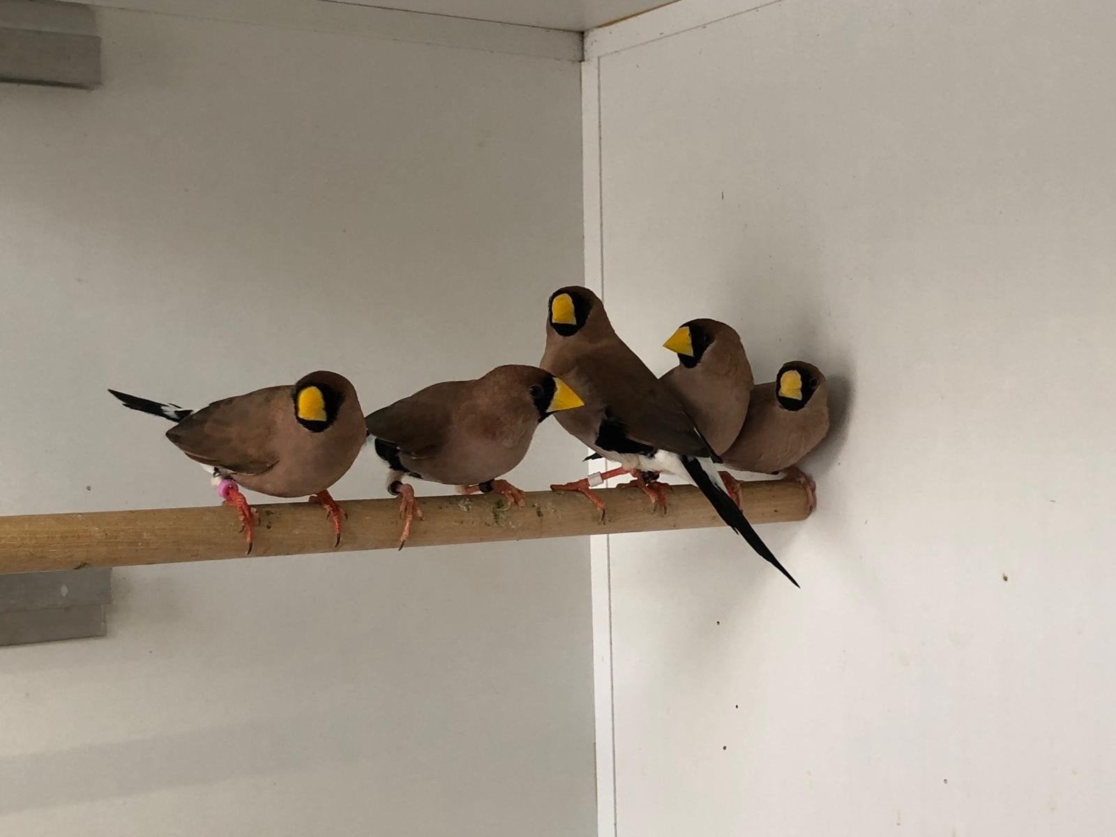 1x1 maskeramadines, Meerdere dieren