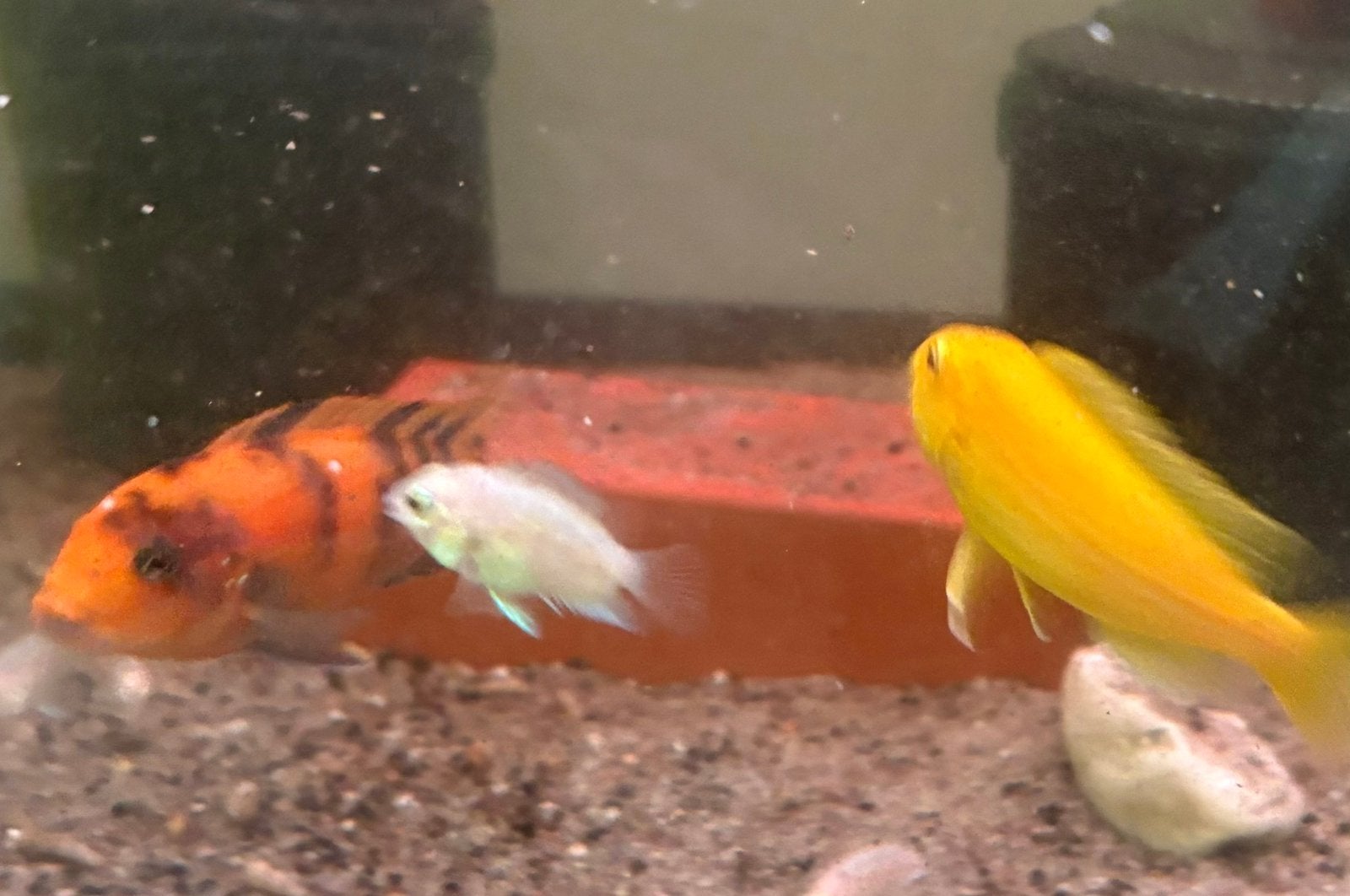 Zeer kleurrijk malawi cichliden koppel!, Dieren en Toebehoren, Vissen | Aquariumvissen, Vis