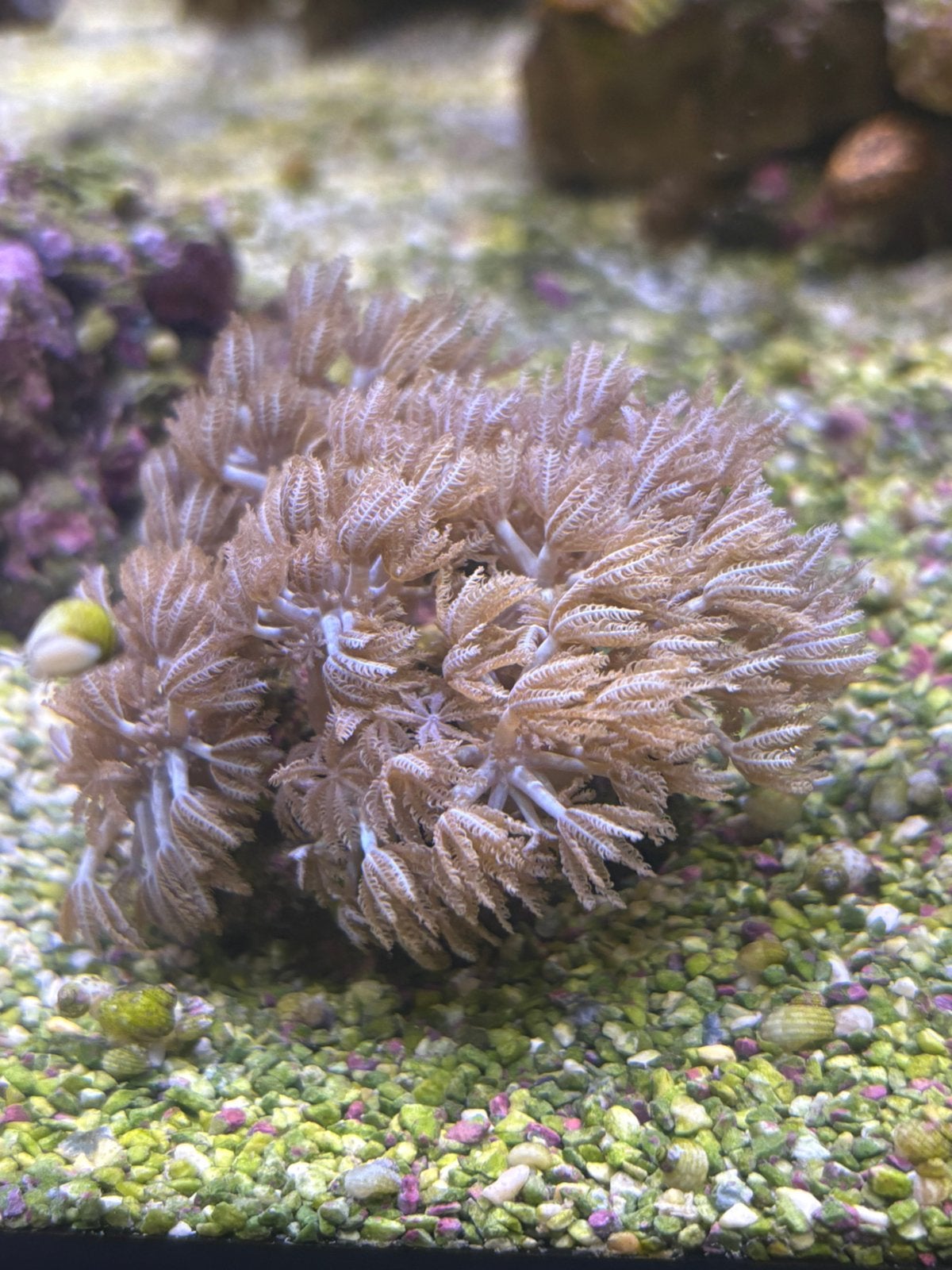 Pulsing xenia 5 cm, Dieren en Toebehoren, Overige typen, Zoutwatervis