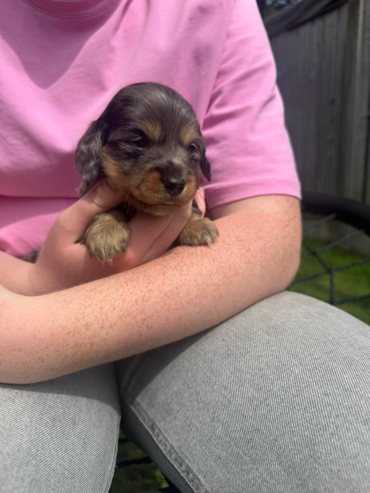 Zeer sociale dwergteckel pups, Parvo, 8 tot 15 weken, Korthaar, Dwerg