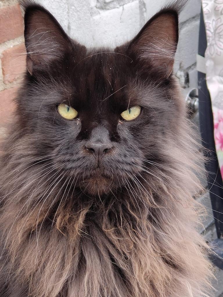 Maine coons voor herplaatsing, Meerdere dieren