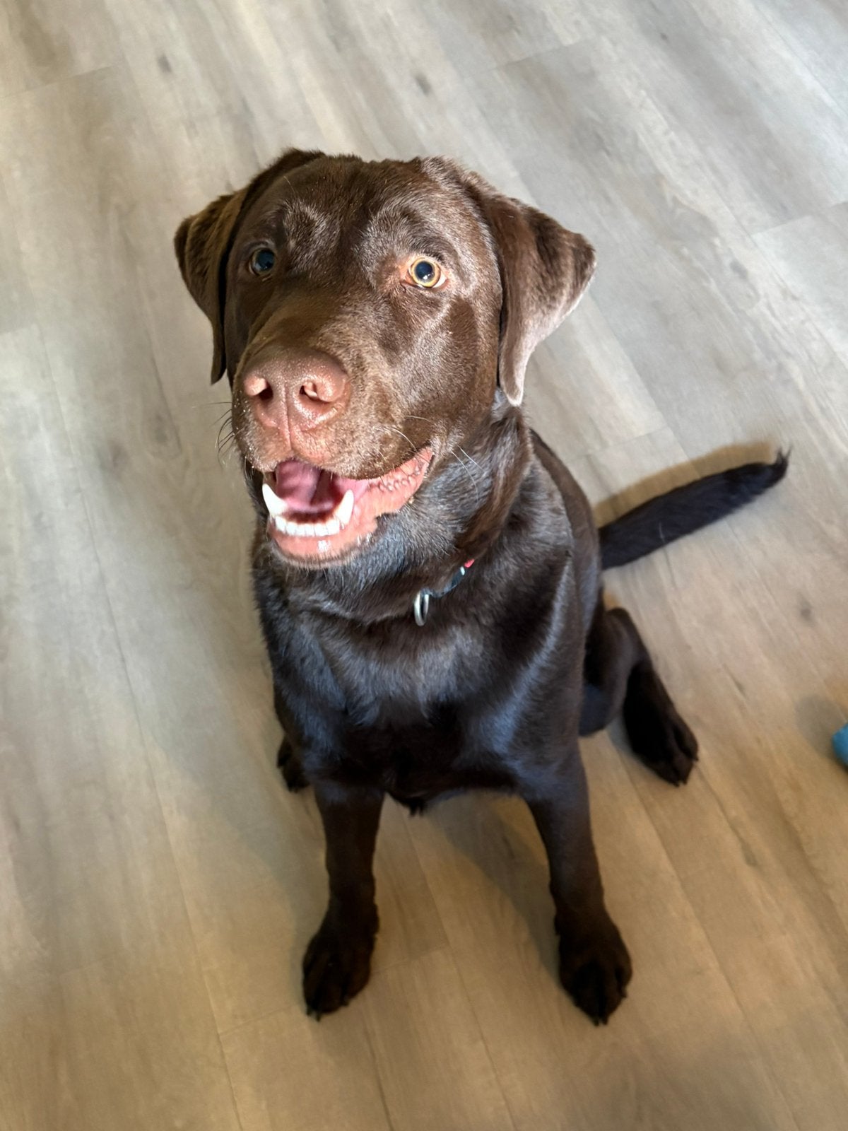 Labrador Retriever, 15 weken tot 1 jaar, Reu, Parvo, Eén hond