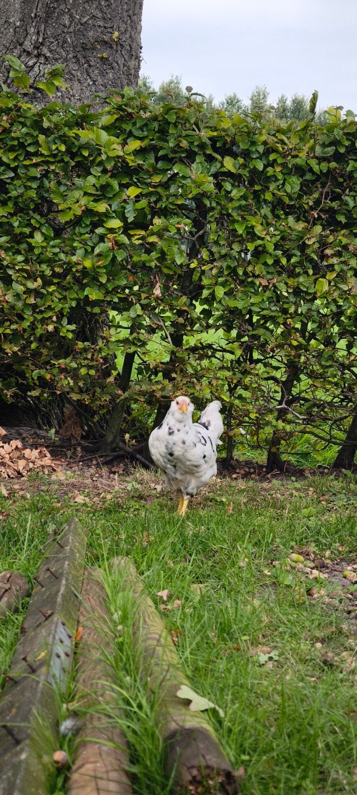 kleurlegger haan