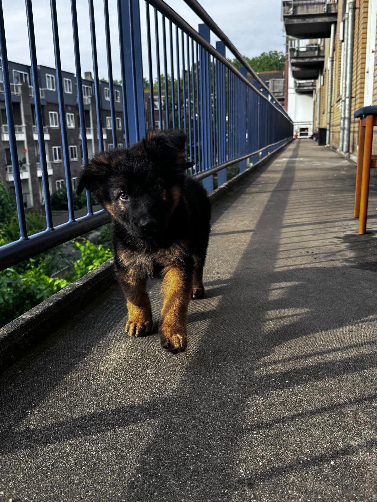 Duitse Herdershond, Dieren en Toebehoren, Honden | Herdershonden en Veedrijvers, HCC (leverziekte), Reu, 8 tot 15 weken, Eén hond