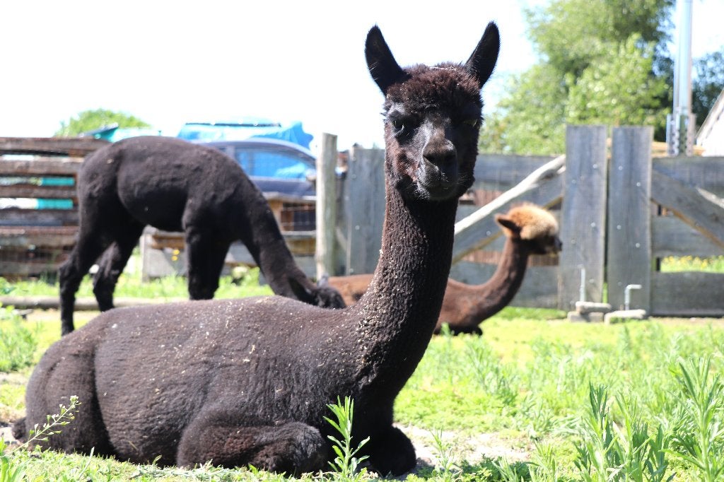 Alpaca dekhengst te koop 3 jaar, Dieren en Toebehoren, Overige Dieren, Oktober, Mannelijk