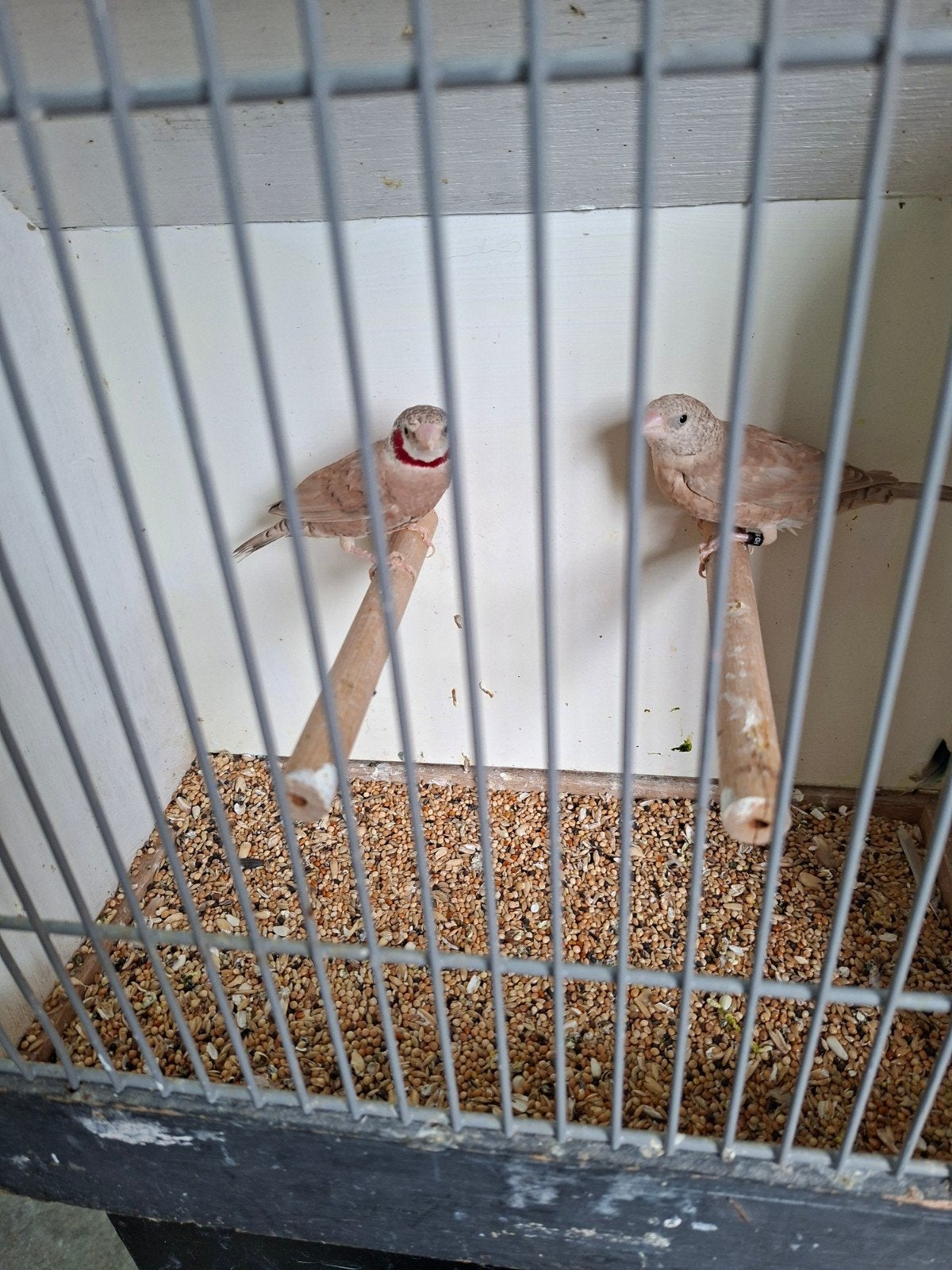 koppel bandvinken en losse mannen, Meerdere dieren