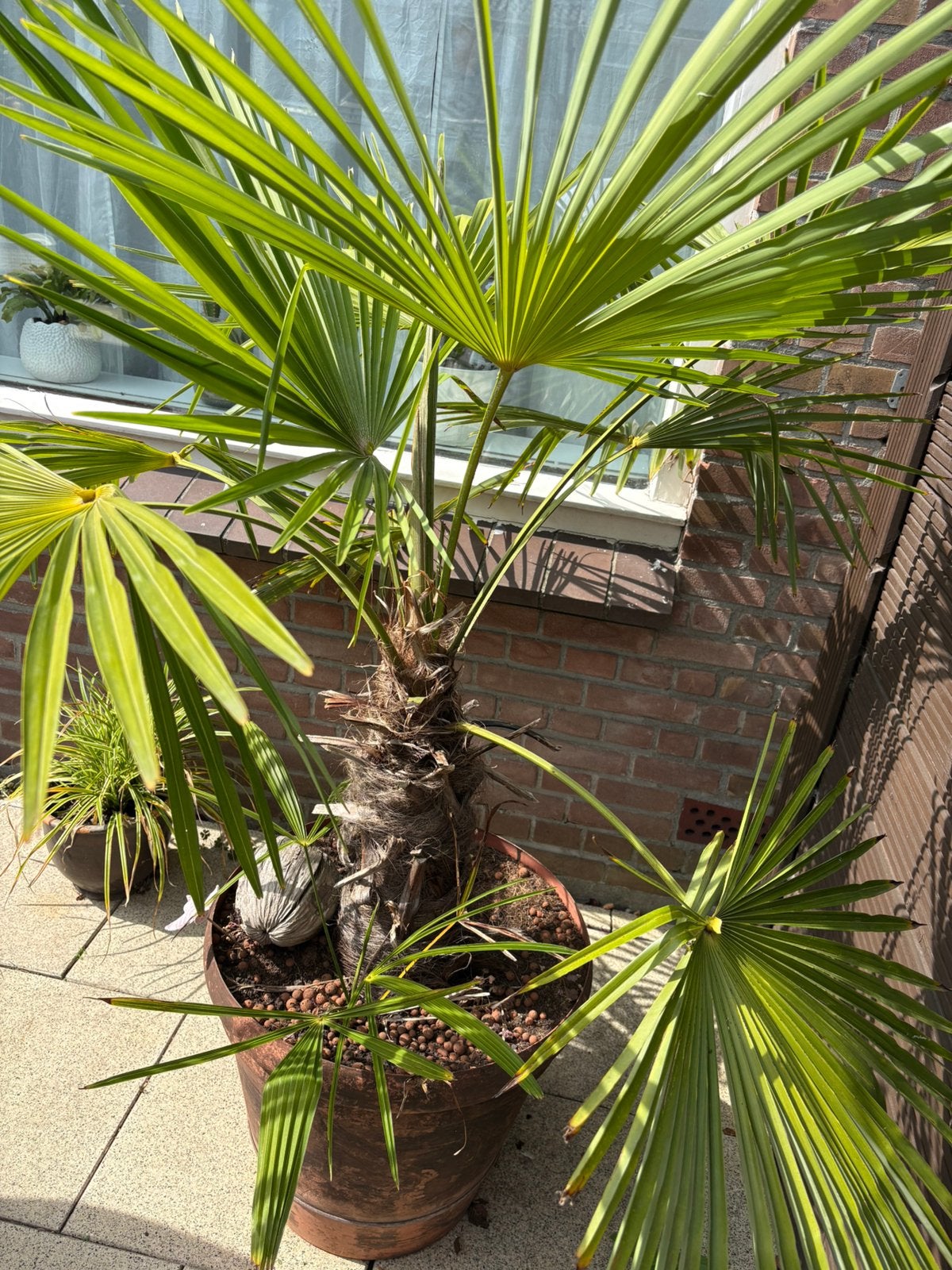 Palm 90cm, Ophalen, Gehele jaar, Volle zon