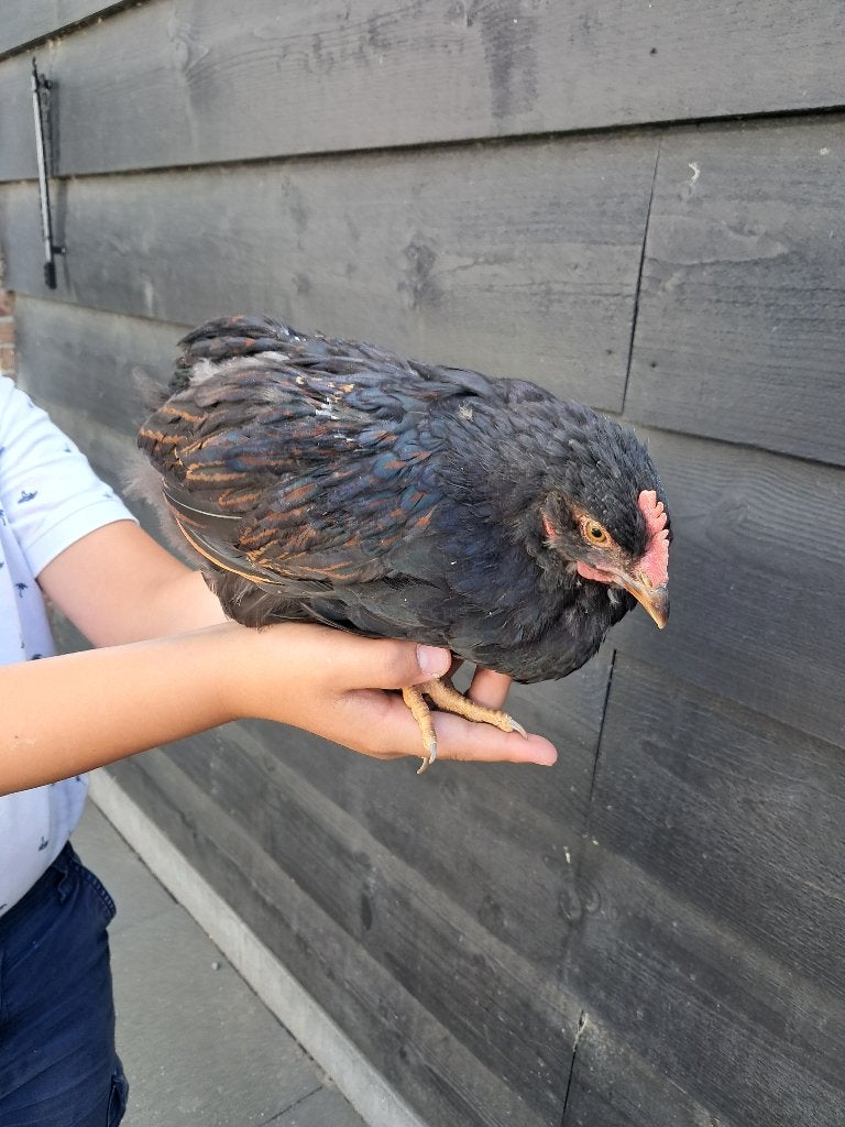 Barnelvelder kip, Dieren en Toebehoren, Pluimvee, Vrouwelijk, Kip