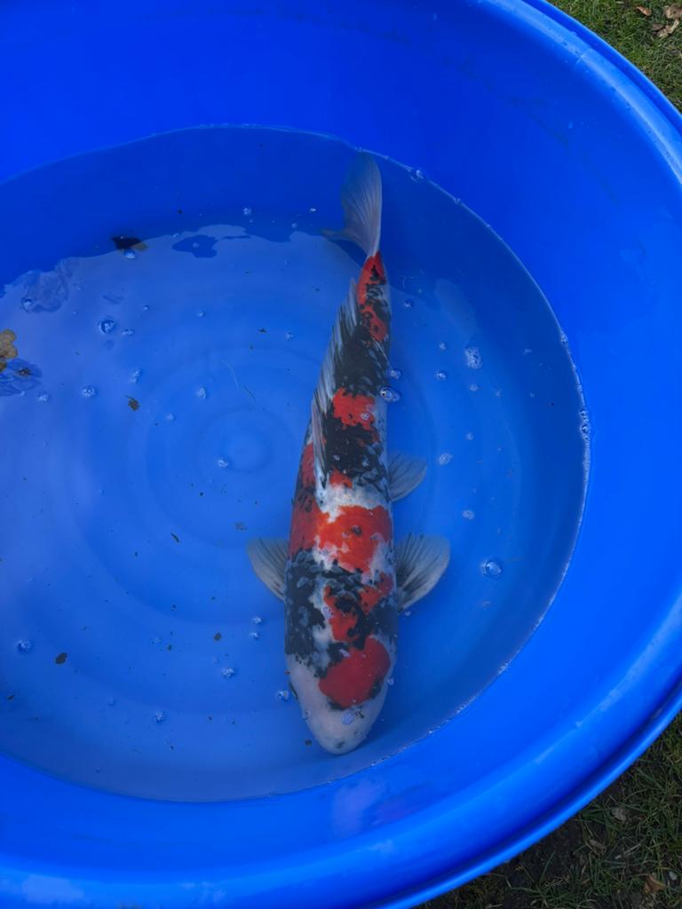 Koikarper 3 stuks, Karper of Koi