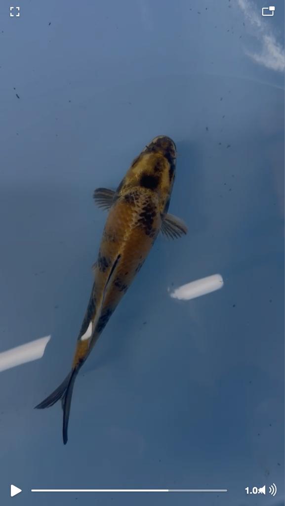 kin matsuba Izumiya koi veiling, Dieren en Toebehoren, Vissen | Vijvervissen, Karper of Koi