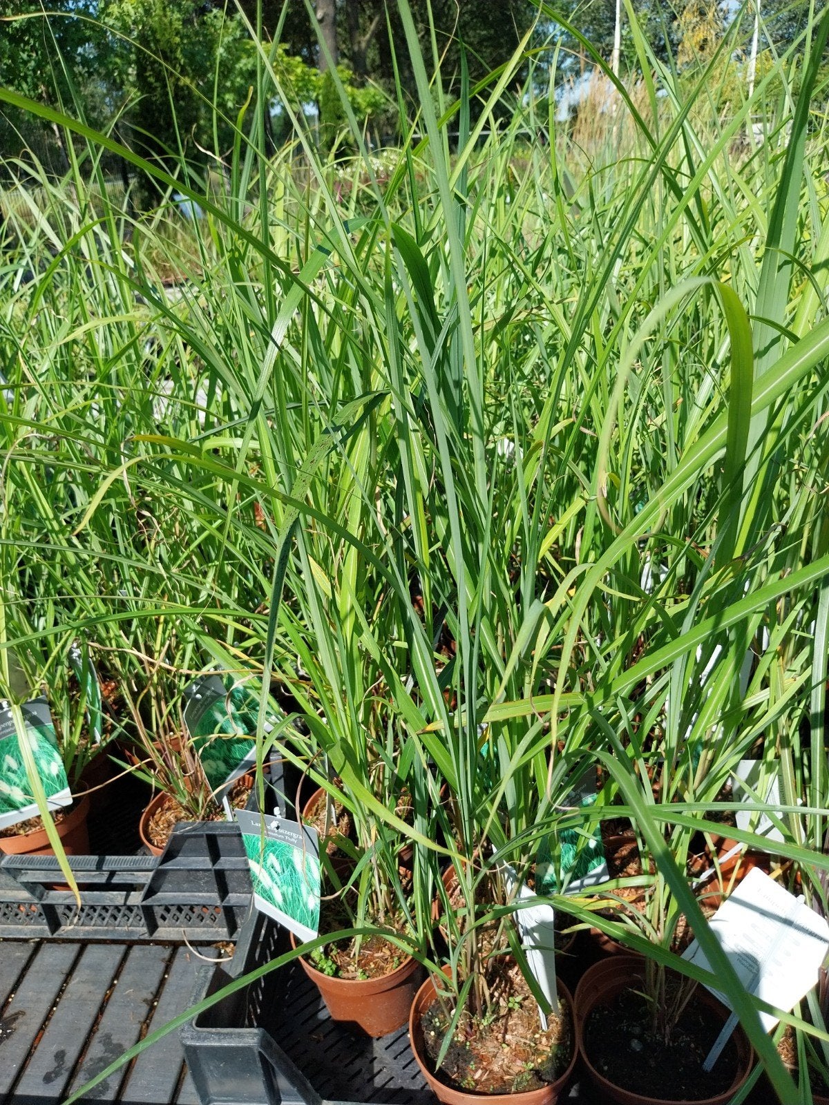 Pennisetum villosum - Lampenpoetsersgras, Ophalen, Volle zon, Vaste plant, Siergrassen