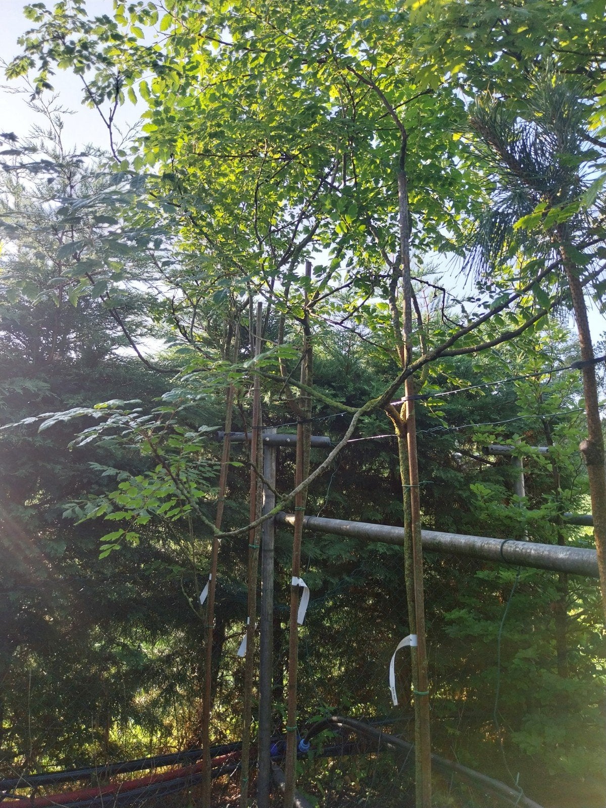 Koelreuteria paniculata - Chinese Vernisboom, Tuin en Terras, Planten | Bomen, Overige soorten, 250 tot 400 cm, Zomer, Ophalen
