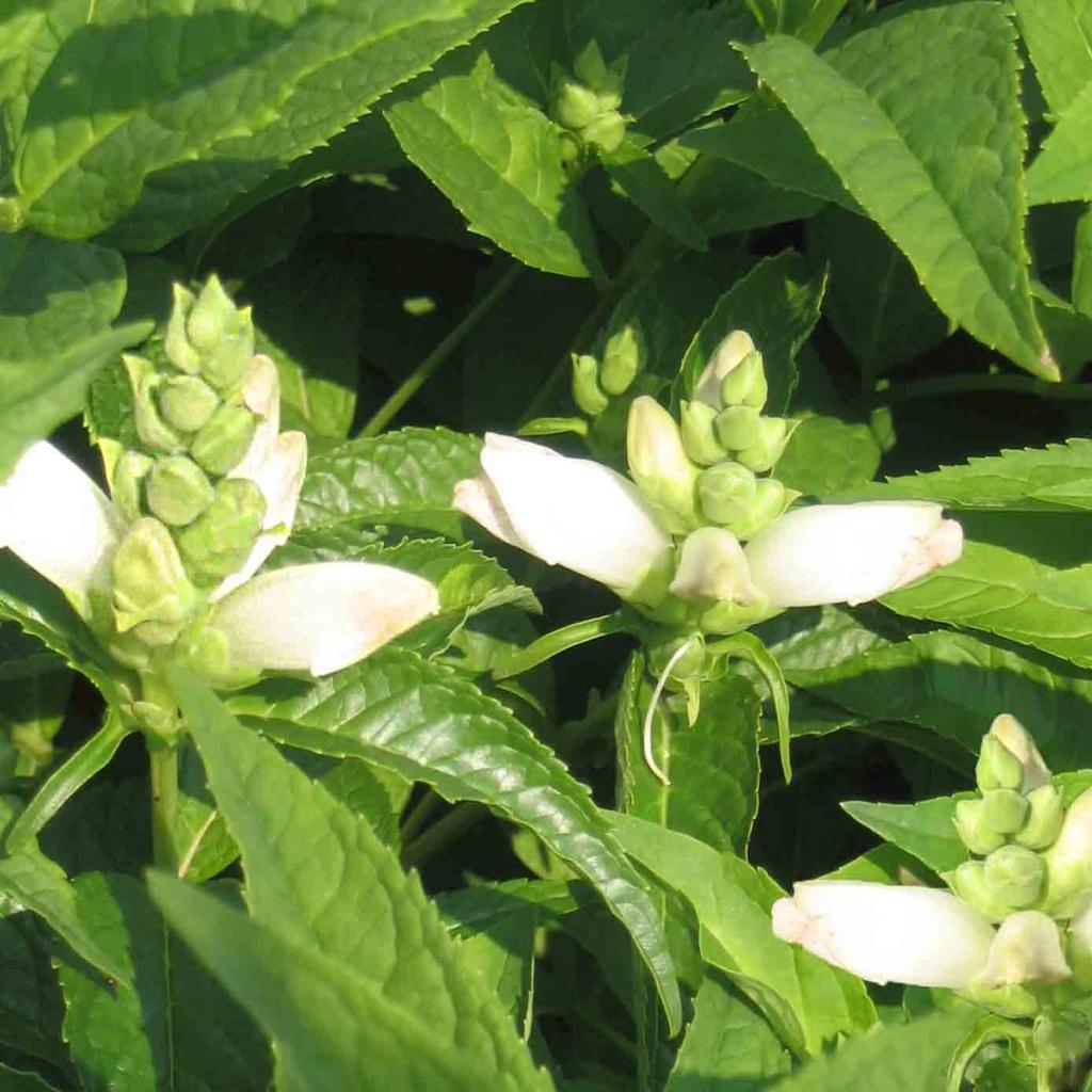 Chelone Glabra - Schildpadbloem wit - 15 cm hoog, Ophalen of Verzenden, Overige soorten, Minder dan 100 cm