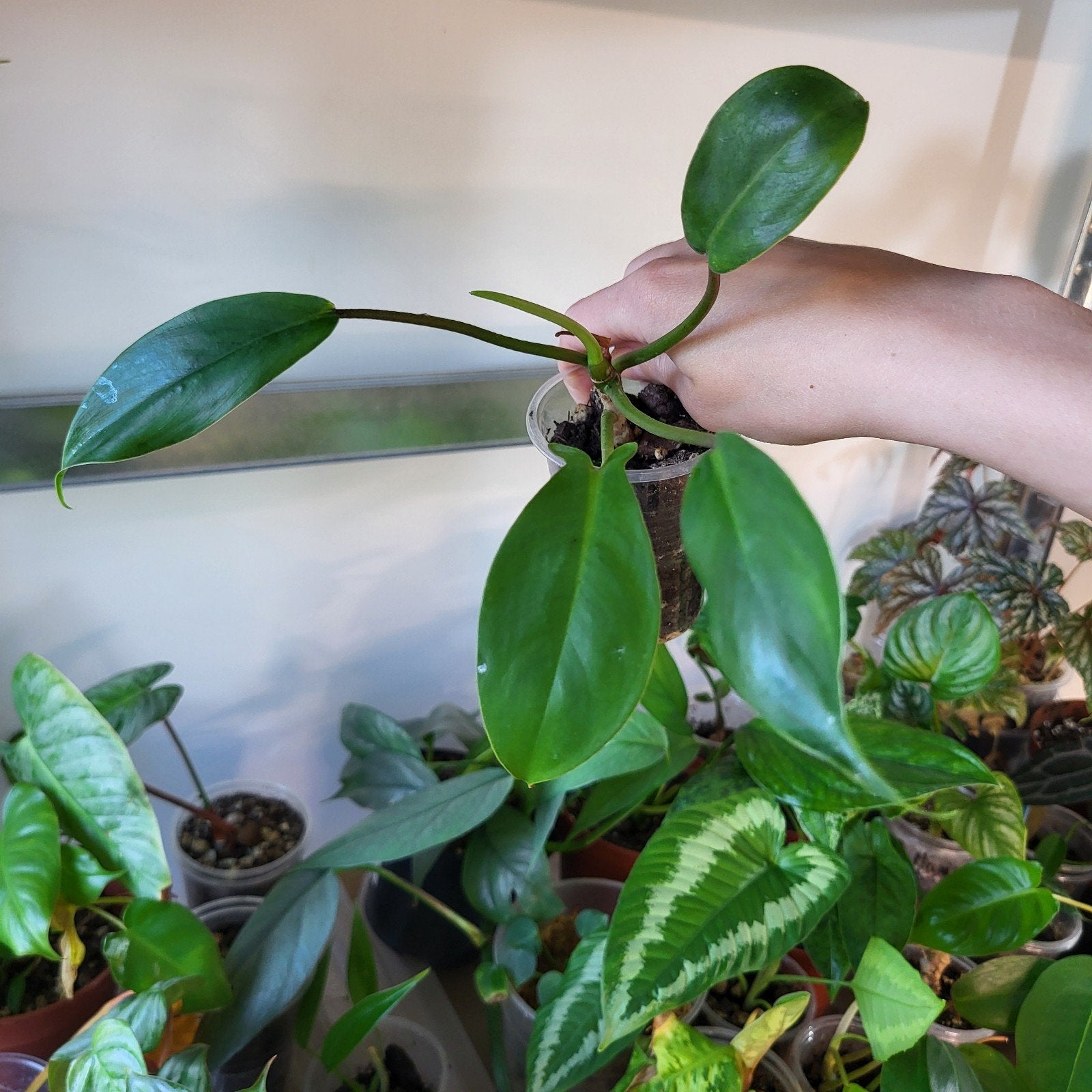 Philodendron 69686, Huis en Inrichting, Kamerplanten, Ophalen of Verzenden, Halfschaduw, Minder dan 100 cm