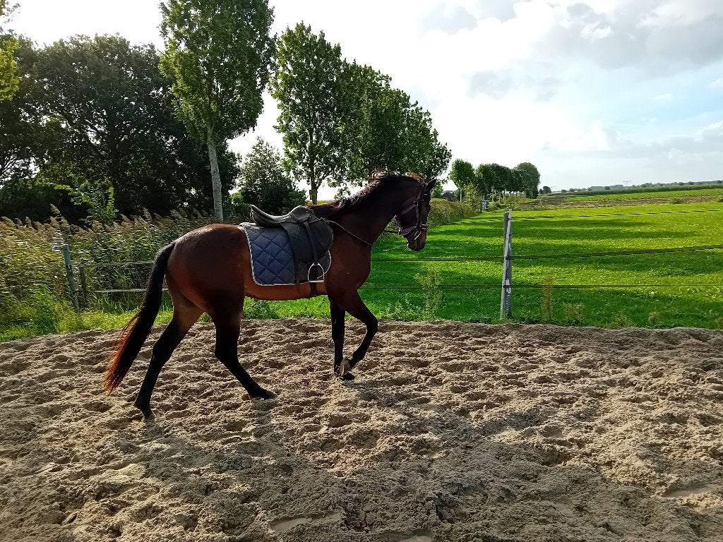 PRACHTIGE 3 JARIGE RUIN,THIS IS NAQUEEN X EBONY, Dieren en Toebehoren, Met stamboom, Ruin, Dressuurpaard, 3 tot 6 jaar