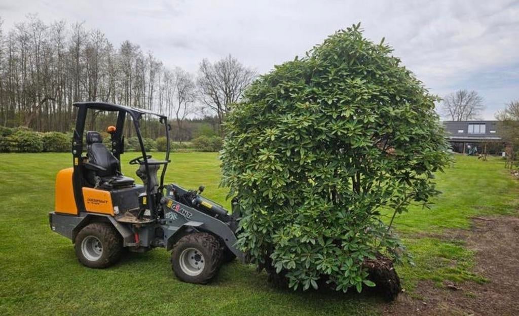 Grote Rhododendron, Tuin en Terras, Overige soorten, Vaste plant, Ophalen of Verzenden, Halfschaduw
