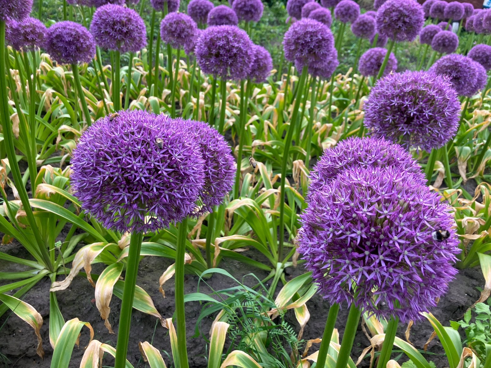 Allium Globemaster, Ophalen of Verzenden