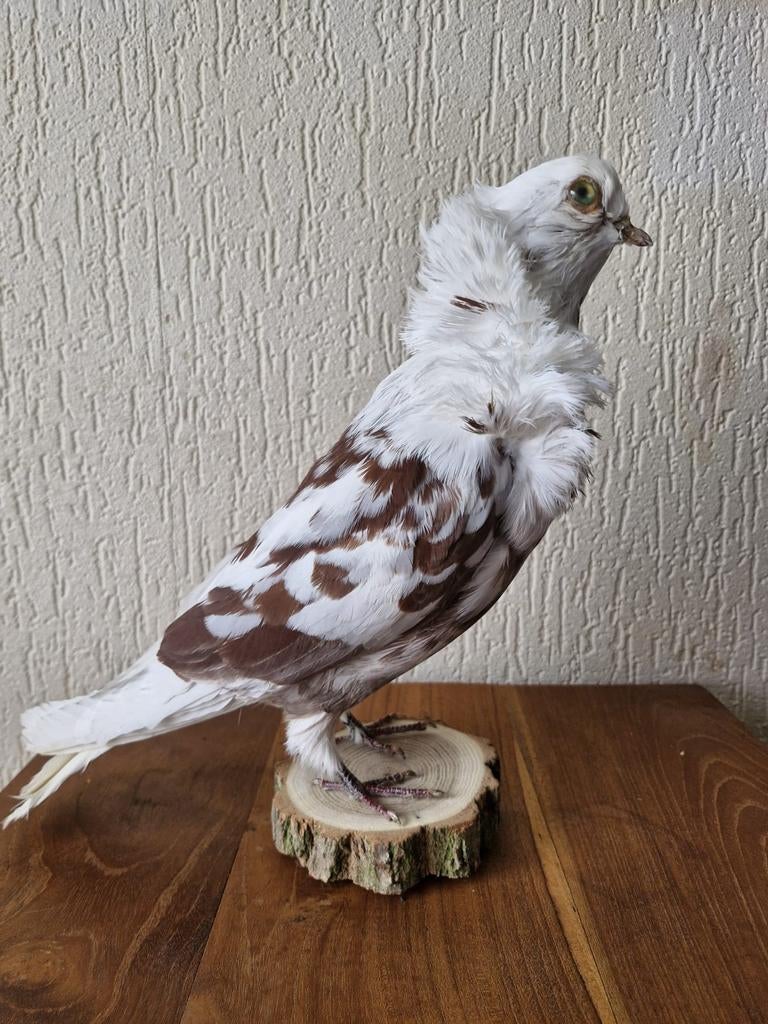 Een prachtige  opgezette grote  duif wit-bruin!, Ophalen of Verzenden, Nieuw, Vogel, Opgezet dier