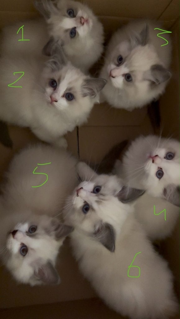 Blue Bicolour Ragdoll kittens met show-uitstraling, Dieren en Toebehoren, Meerdere dieren, Gechipt, 0 tot 2 jaar