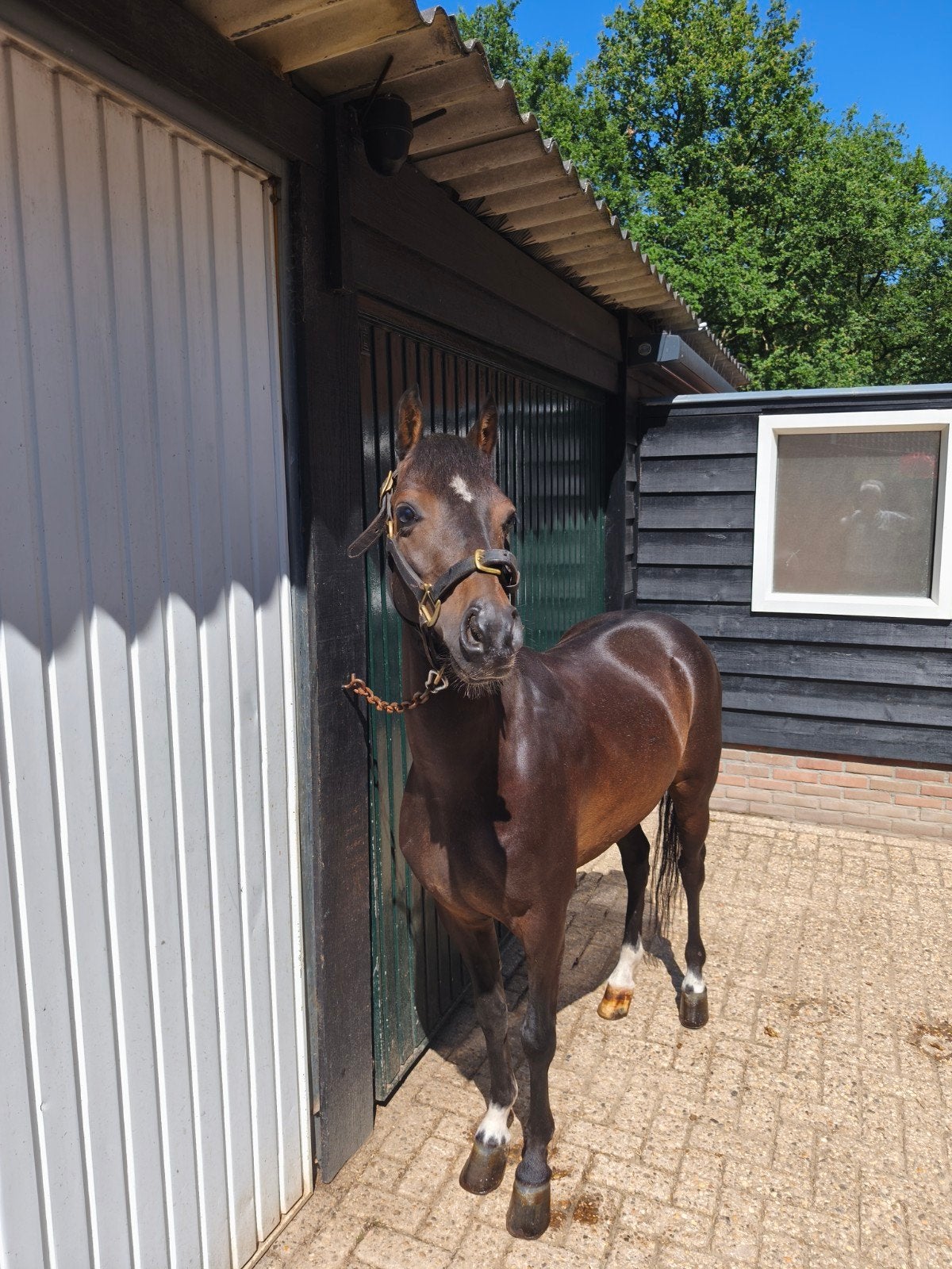 Hackney ruin te koop, Dieren en Toebehoren, Pony's, Ruin, C pony (1.27m tot 1.37m), Tuigpony, 3 tot 6 jaar