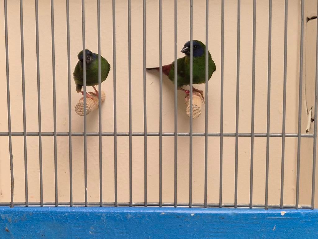 koppel driekleur papegaai amadines, Dieren en Toebehoren, Vogels | Overige Vogels, Mannelijk