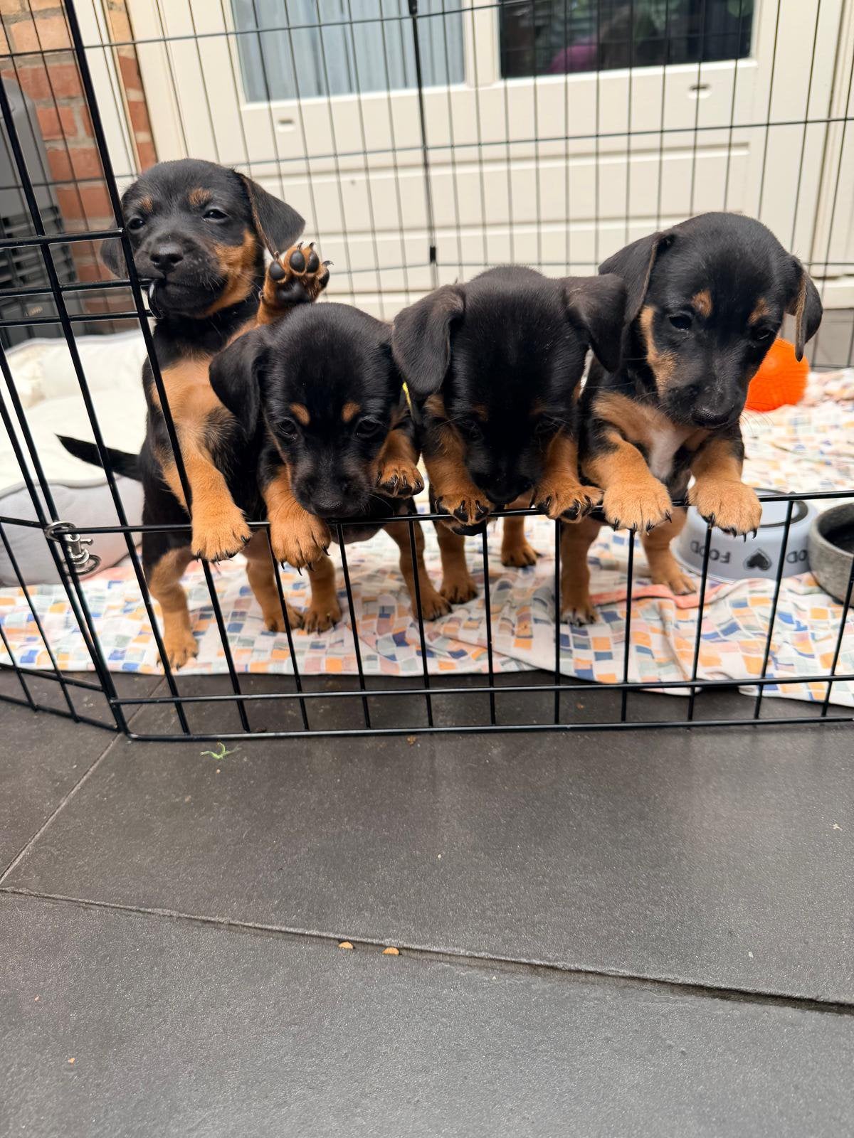 Jack russel pups black and tan, Dieren en Toebehoren, Jack Russell Terriër, CDV (hondenziekte), 8 tot 15 weken, Meerdere