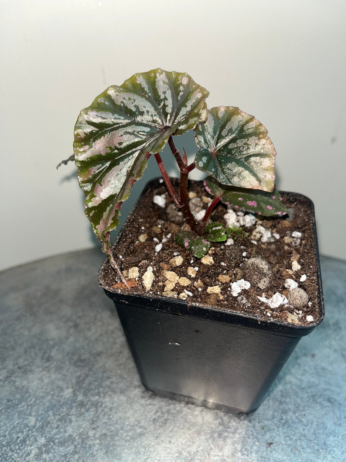 Begonia Kalimantan (pink), Overige soorten, In pot, Minder dan 100 cm, Bloeiende kamerplant