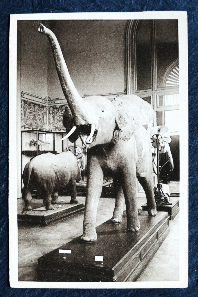 Opgezette olifant in Musée du Congo, Tervueren, Verzenden, Voor 1920, Ongelopen, Wild dier