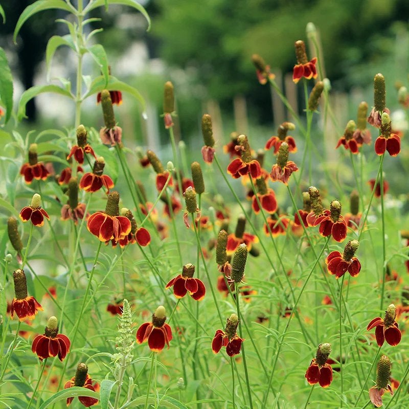 Ratibida columnifera (Raket zonnehoed), Ophalen, Volle zon