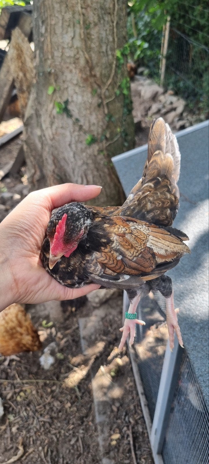 Serama haantje, Dieren en Toebehoren, Pluimvee, Mannelijk, Kip