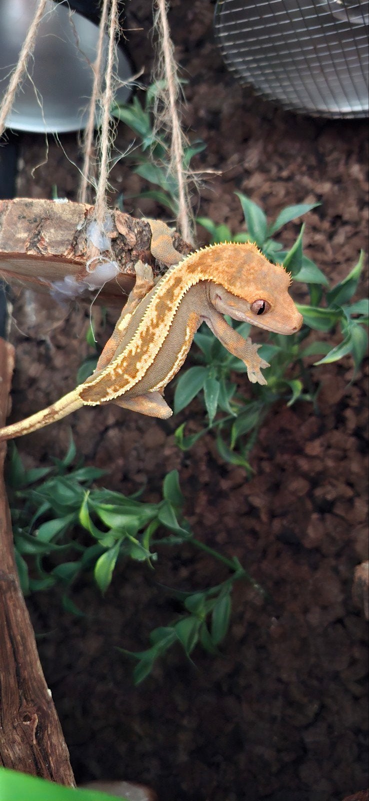 wimpergekko incl terrarium, Dieren en Toebehoren, Hagedis, Met terrarium, 0 tot 2 jaar