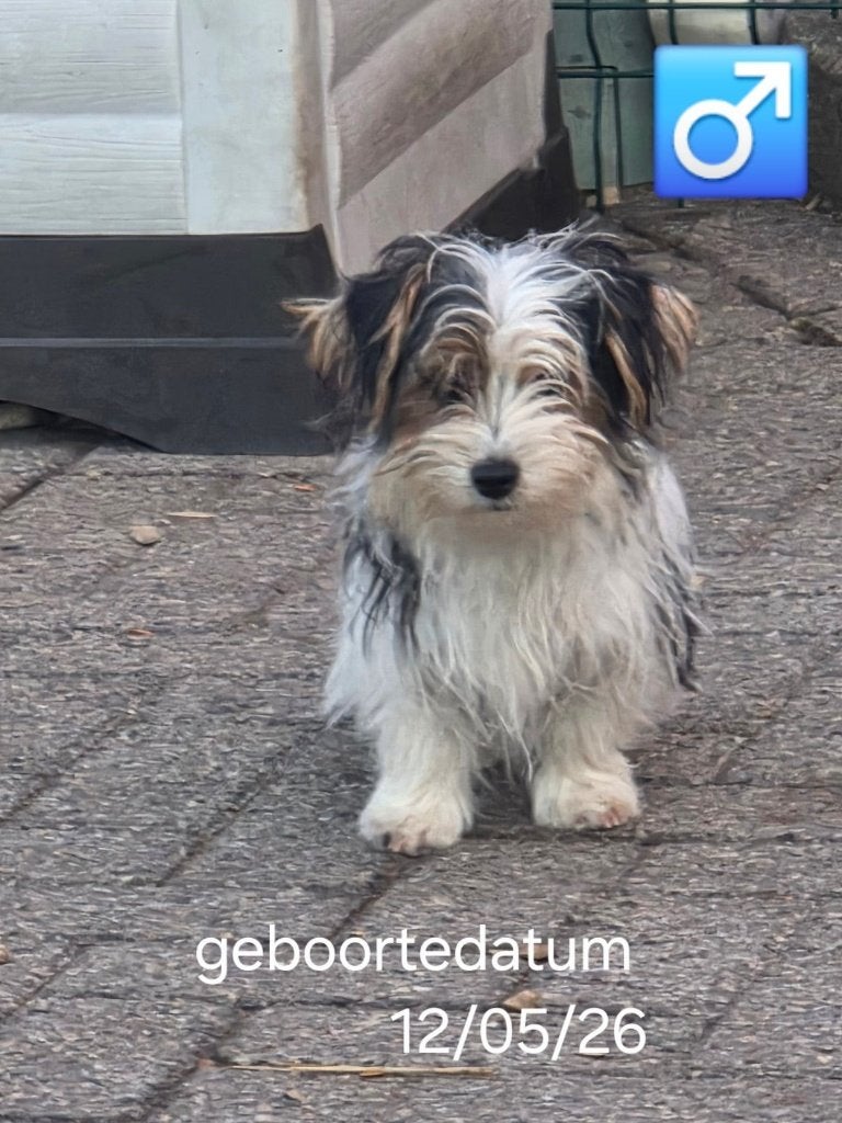 biewer yorkshire pup, Dieren en Toebehoren, Yorkshire Terriër, België, 15 weken tot 1 jaar, Reu