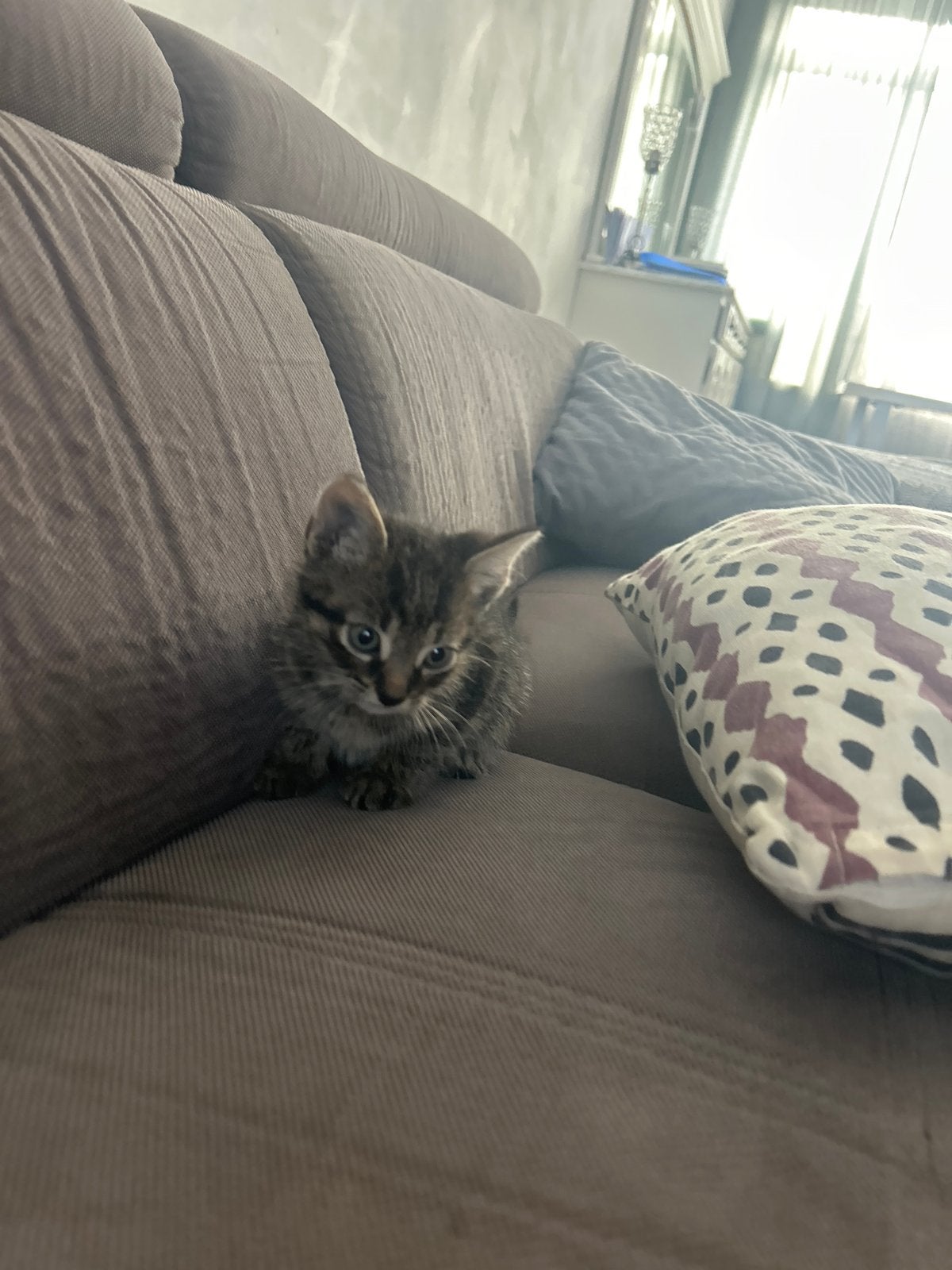 En kitten die een em half mand oud is en ze naam is smoke, Ophalen of Verzenden