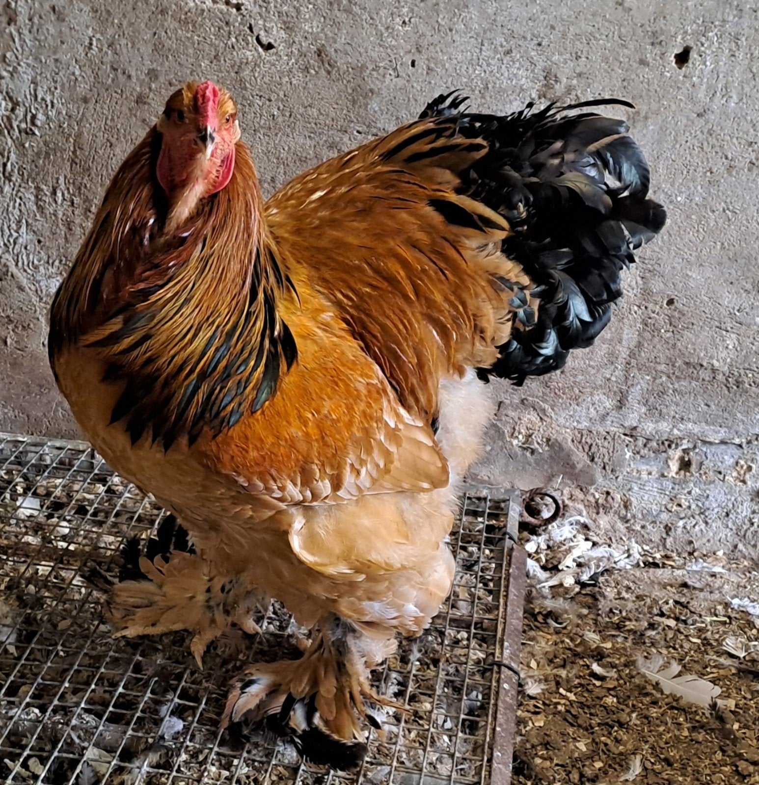 Hanen brahma's, Dieren en Toebehoren