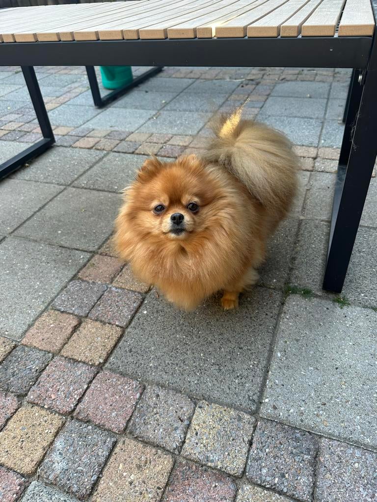 Pommerian teefje., Parvo, Keeshond, Teef, Eén hond
