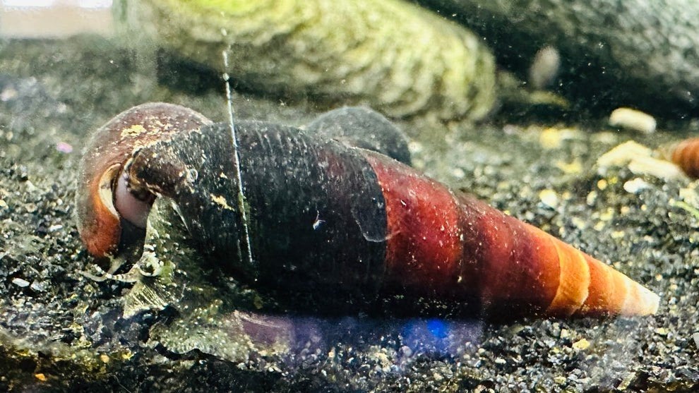 Blauwe Sulawesi slakken (rabbit snail), Dieren en Toebehoren, Vissen | Aquariumvissen, Slak of Weekdier