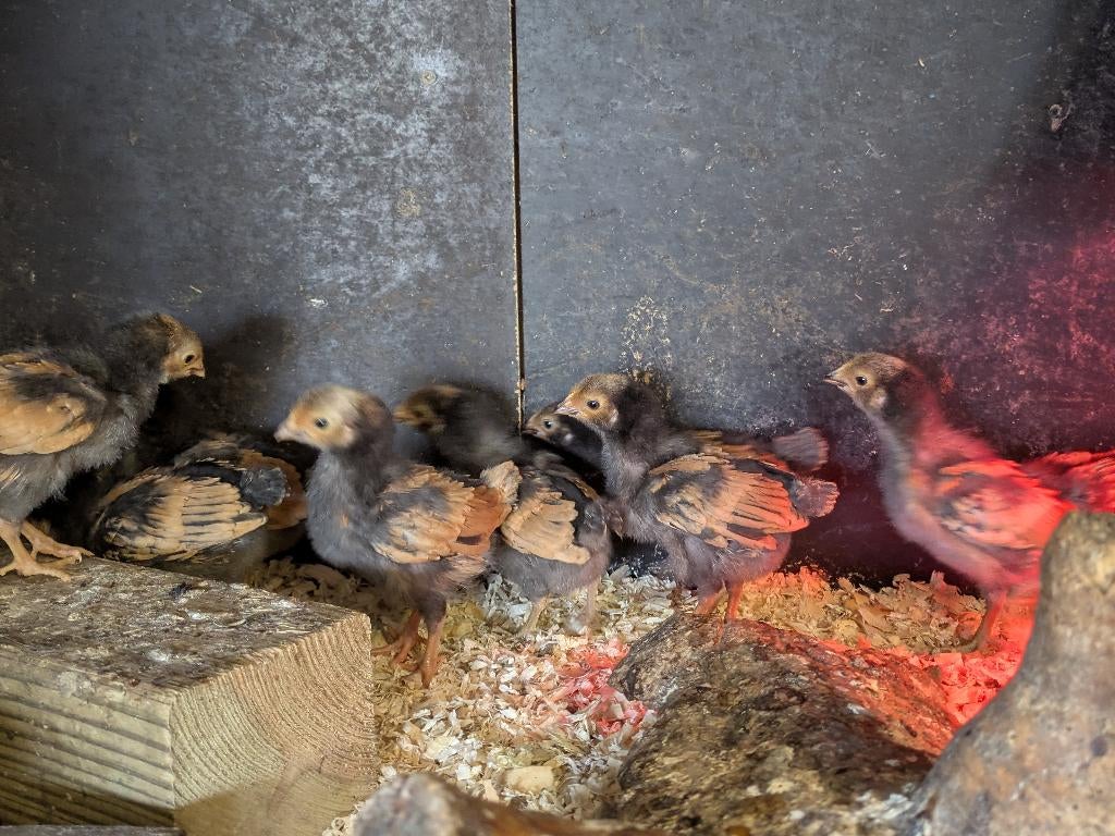 Vorwerk kuikens ingevaccineerd, Dieren en Toebehoren, Pluimvee, Meerdere dieren, Kip