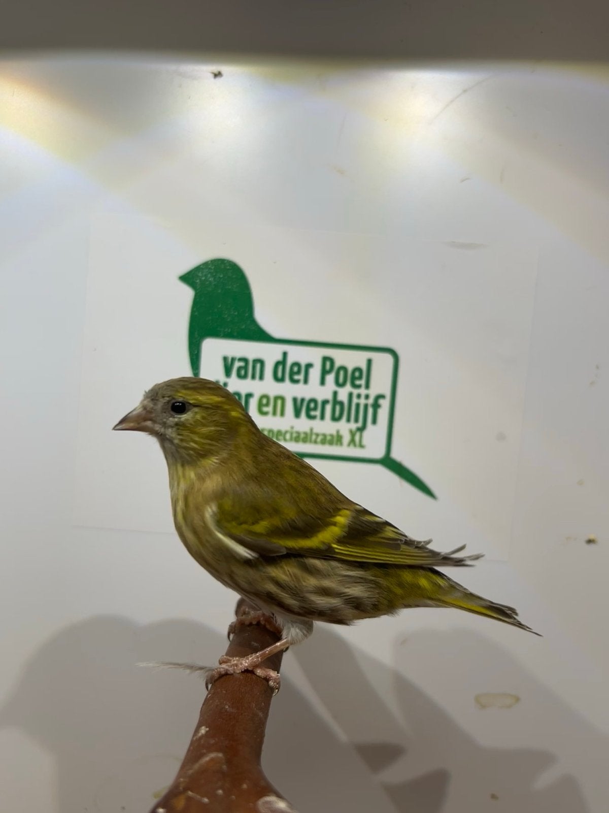 0-1 sijs, Vrouwelijk, Wildzangvogel, Geringd