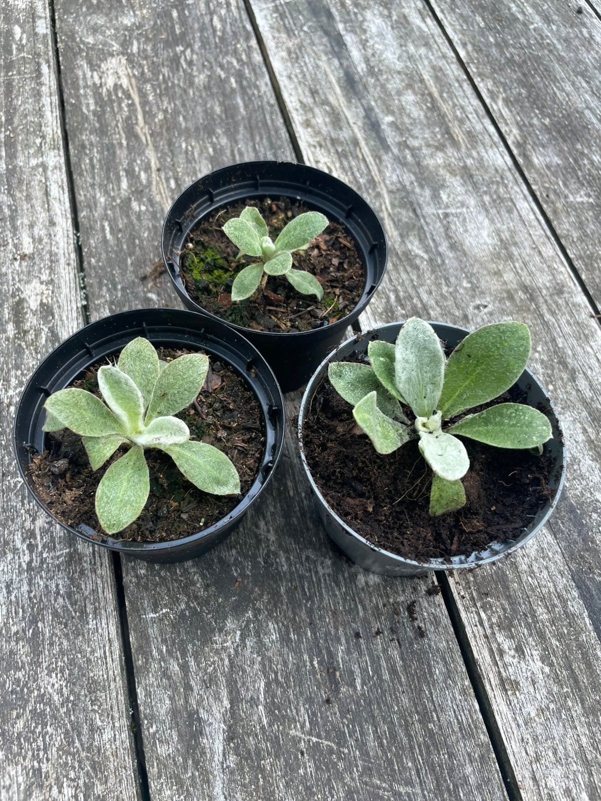 🌸 Prikneus zaailingen biologisch Lychnis coronaria, Volle zon, Vaste plant, Zomer, Ophalen